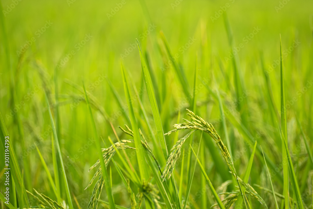 Green rice farm with blue sky in Thailand Green rice farm with blue sky in Thailand