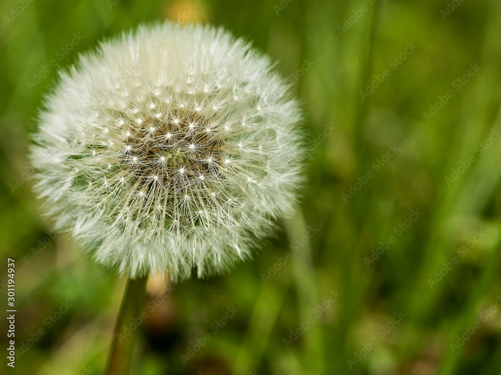 dandelion closeup dandelion closeup