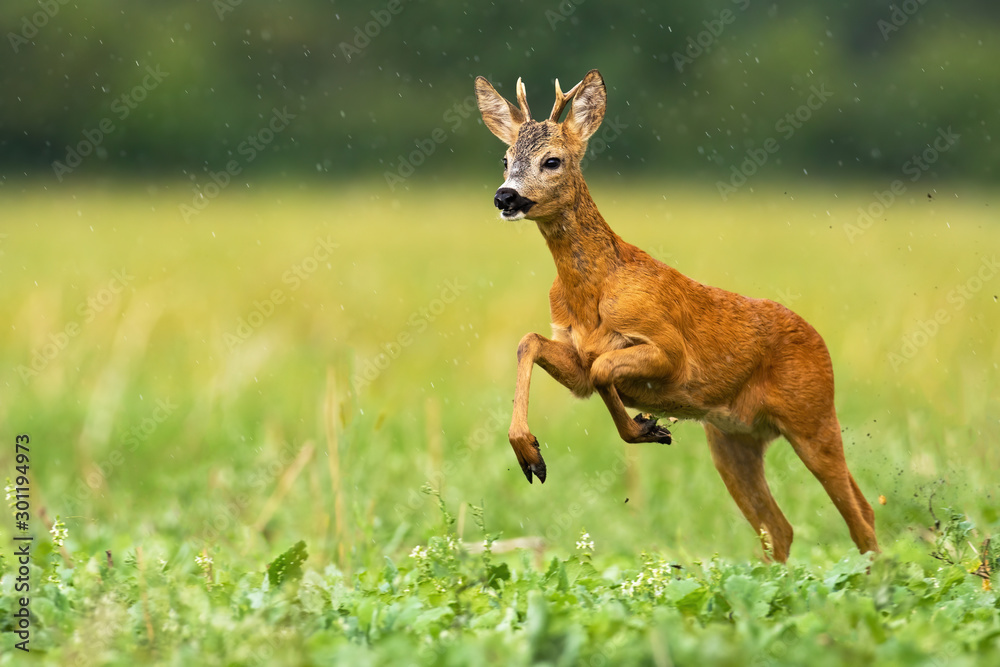 A solitary roe deer male, capreolus capreolus, in action on the grassy meadow covered with rain. A cute wild mammal looking to the left of the camera. A solitary roe deer male, capreolus capreolus, in action on the grassy meadow covered with rain. A cute wild mammal looking to the left of the camera.