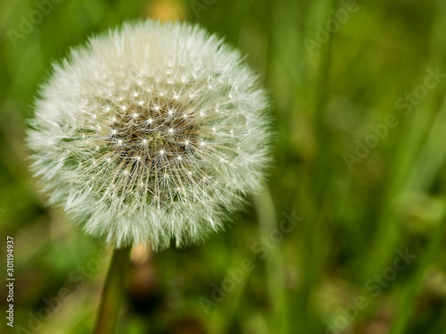 dandelion closeup