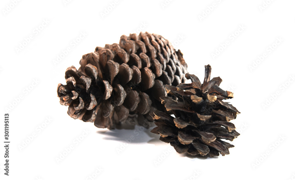 pine cone on white background pine cone on white background