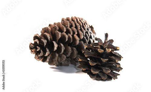 pine cone on white background