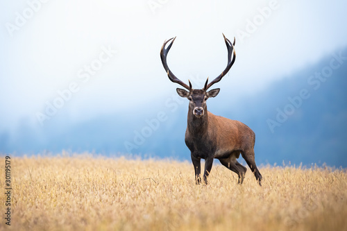A beautiful red deer, cervus elaphus, stag on the meadow surrounded by the mountains hidden in the mist. A mysterious cervid showing its dominance in the misty morning. Foggy atmosphere with mammal.