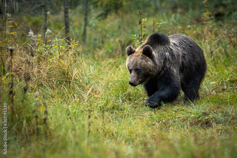 Brown bear, ursus arctos, walking and searching for food on the fall meadow. A dominant eurasian bear with fluffy coat looking to the left of the camera. Brown bear, ursus arctos, walking and searching for food on the fall meadow. A dominant eurasian bear with fluffy coat looking to the left of the camera.