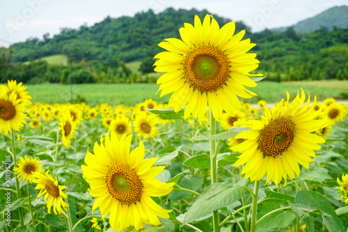 Sunflower in the morning farm