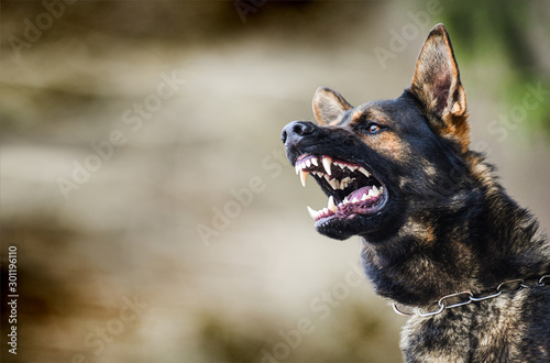 Aggressive dog shows dangerous teeth. German sheperd attack head detail.