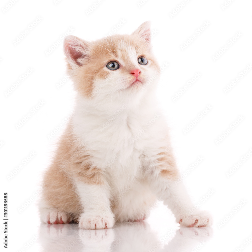 Obraz premium Cat, pet, and cute concept - kitten on a white background.