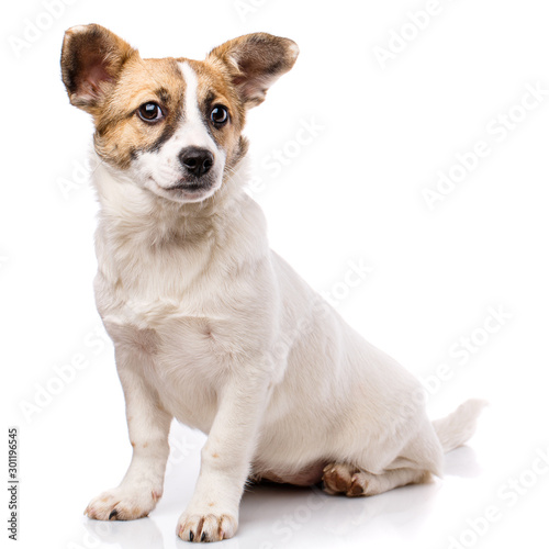 Funny puppy sits sideways. Isolated on a white background