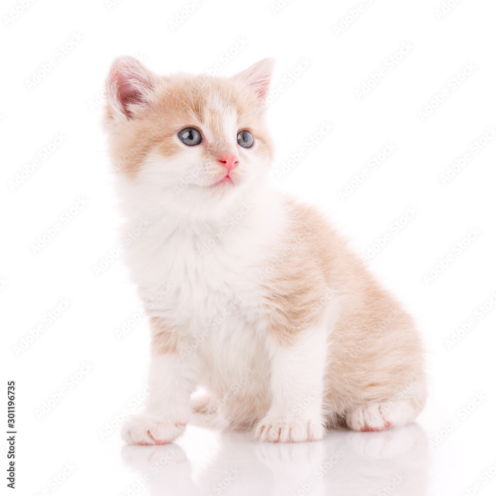 Domestic cat portrait on a white background.