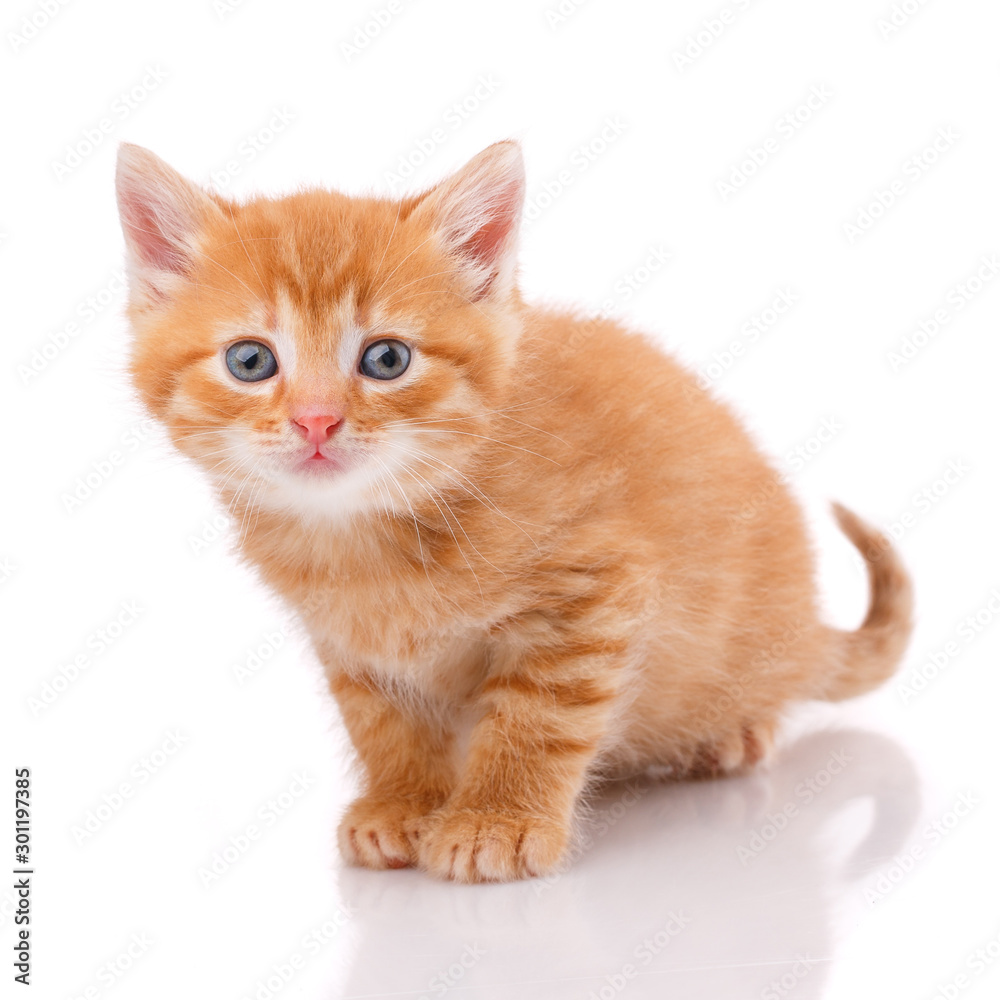 One beautiful kitten isolated on a white background. Portrait of a cat. One beautiful kitten isolated on a white background. Portrait of a cat.