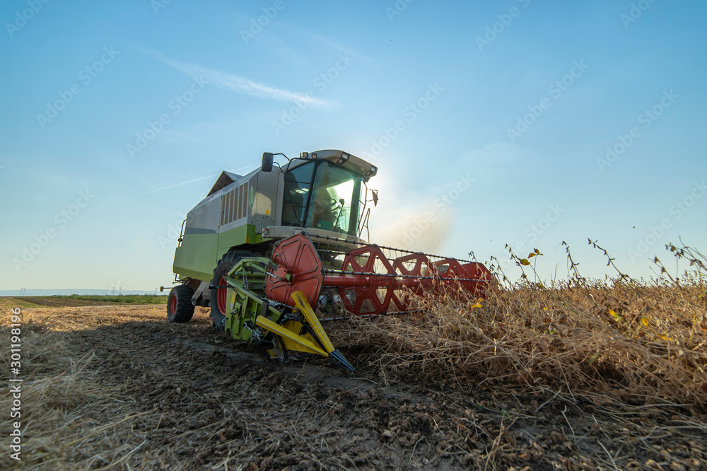 Fototapeta premium Harvesting of soybean