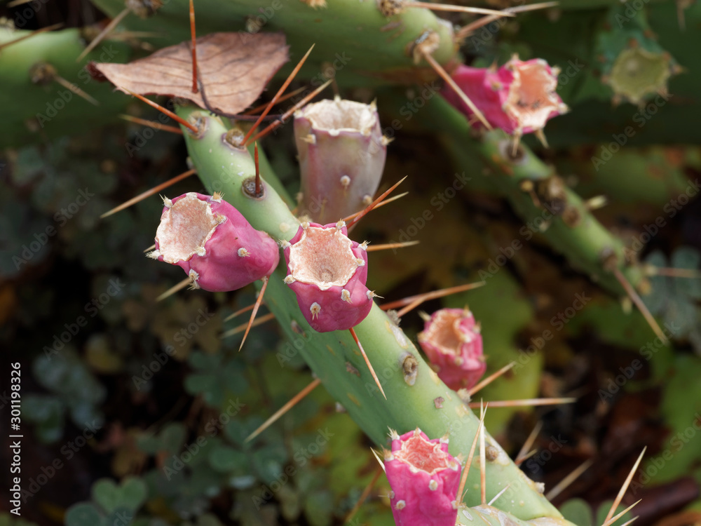 Figuier de Barbarie (Opuntia ficusindica) aux cladodes ou raquettes épineuses avec au sommet