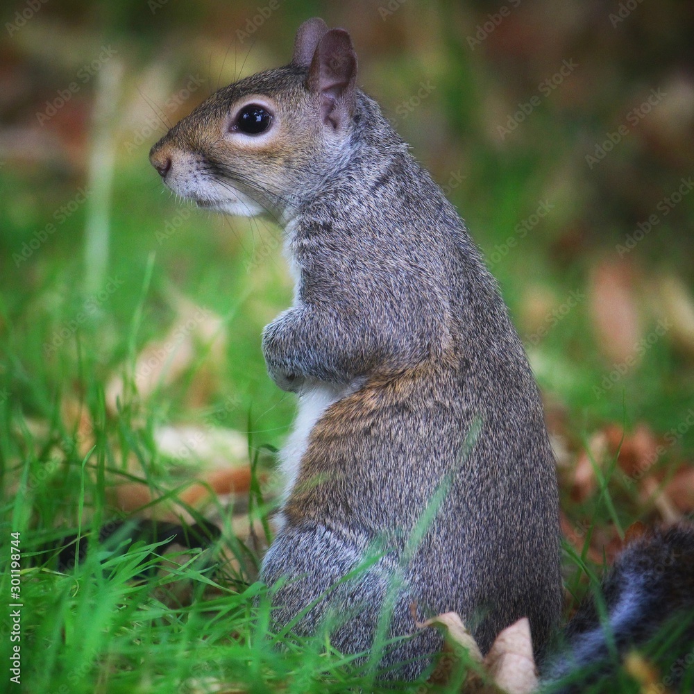 Fototapeta premium Squirrel In Hyde Park