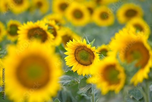 Fototapeta Naklejka Na Ścianę i Meble -  Sunflower field landscape close-up