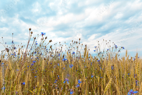 Rye field with blue cornflowers on countryside against the background of a cloudy sky photo