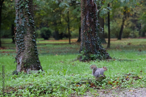 Scoiattolo nel parco di Monza in autunno