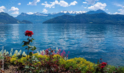 Rose und andere Blumen vor einem See mit Bergen im Hintergrund in der Schweiz