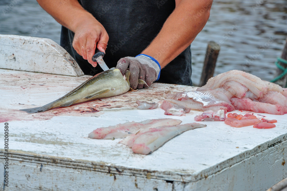 Sustainable cod fishing off Newfoundland is demonstrated by this fisherman cleaning his catch.  He is using a boning knife to gut and clean the codfish.