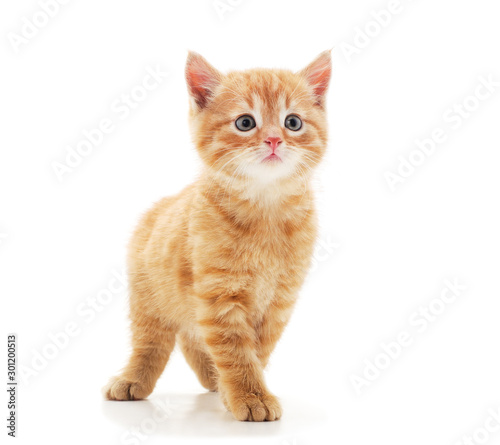 Fototapeta Naklejka Na Ścianę i Meble -  Little red kitten .