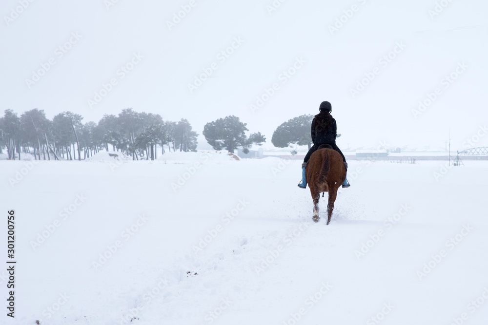 horse galloping through the snow
