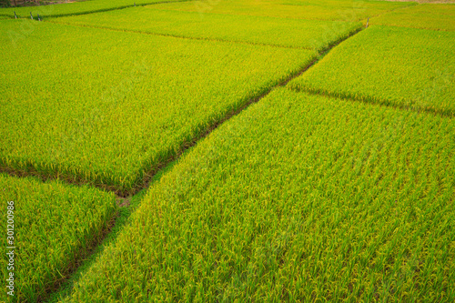 Top view paddy field, Lush green rice beautiful background in CHIANGMAI, THAILAND