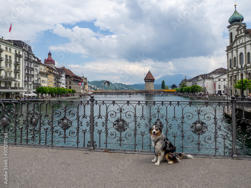Hund vor Wasserturm in Luzern, Schweiz