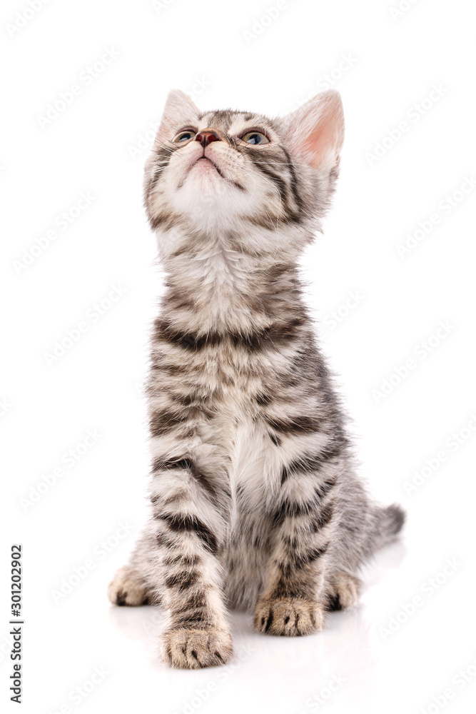 Funny striped kitten sitting and looking up. Isolated