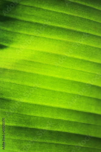 Fresh macro of banana green leaf nature abstract texture for background.