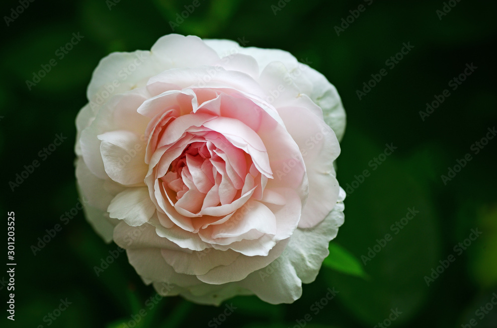 Delicate cream rose Delicate cream rose
