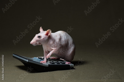 White rat leading calculations on the calculator.