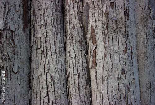 Gray cypress trunk wavy surface