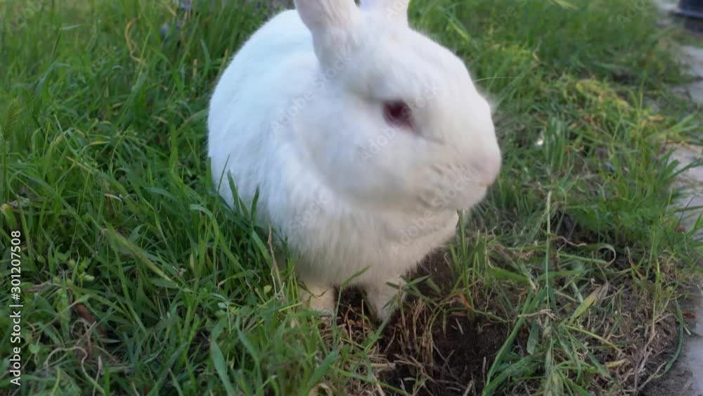 Funny white rabbit digging and eating on green grass