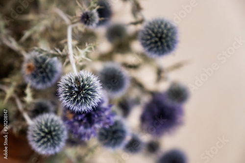 Chardon bleu séché, fleurs décoratives 