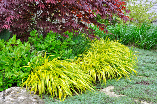 Detail of an Asian inspired garden with Japanese maple, astilbe, Hakonechloa macra Aureola, and wooly thyme.