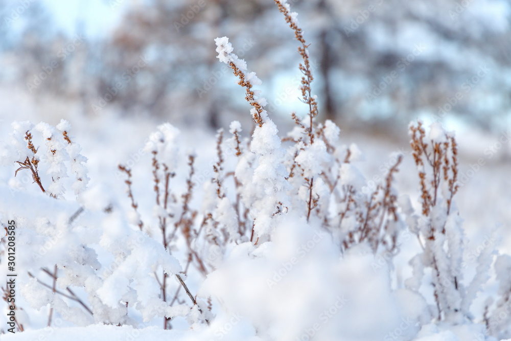 Winter background, morning frost on the grass with copy space Winter background, morning frost on the grass with copy space