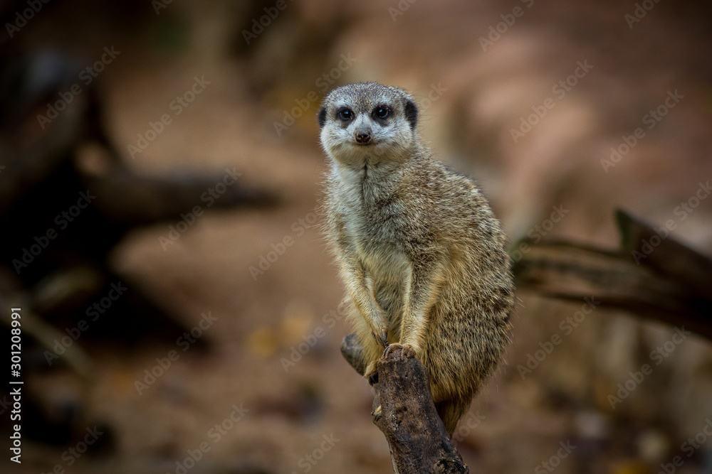 Suricata in zoological garden