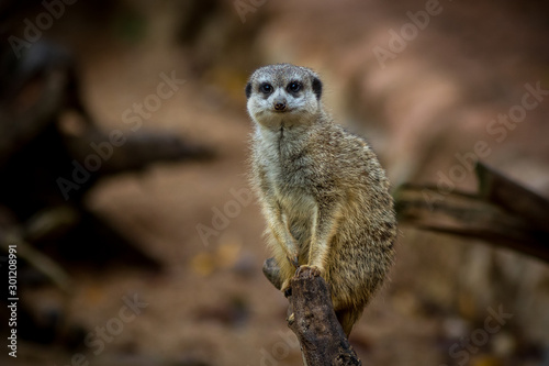 Suricata in zoological garden