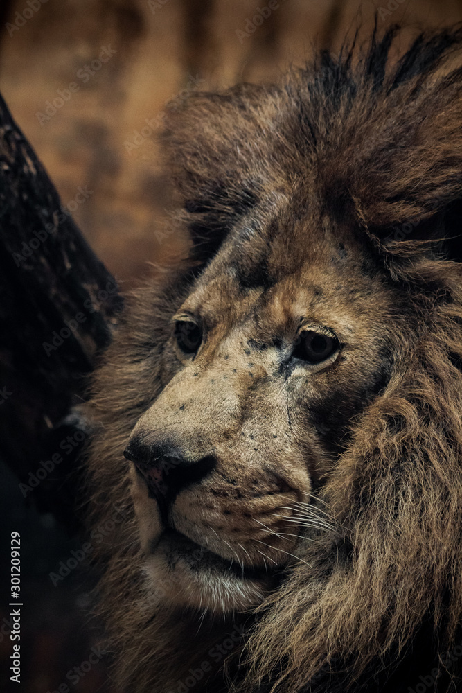 picture of an old lion in a zoo
