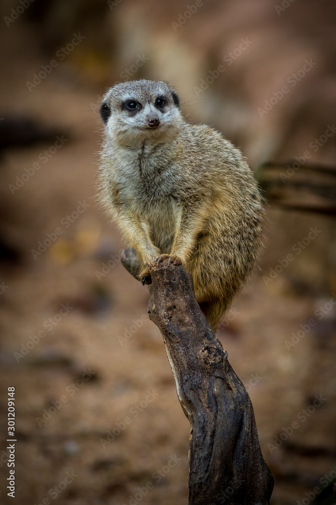 Suricata in zoological garden