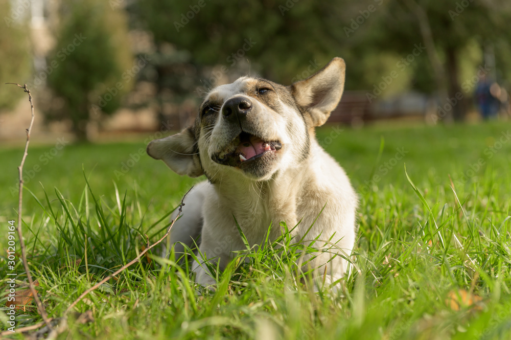 the dog lies and eats on the grass