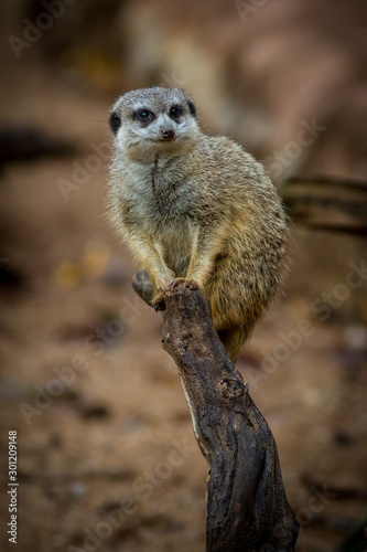 Obraz na płótnie Suricata in zoological garden w salonie