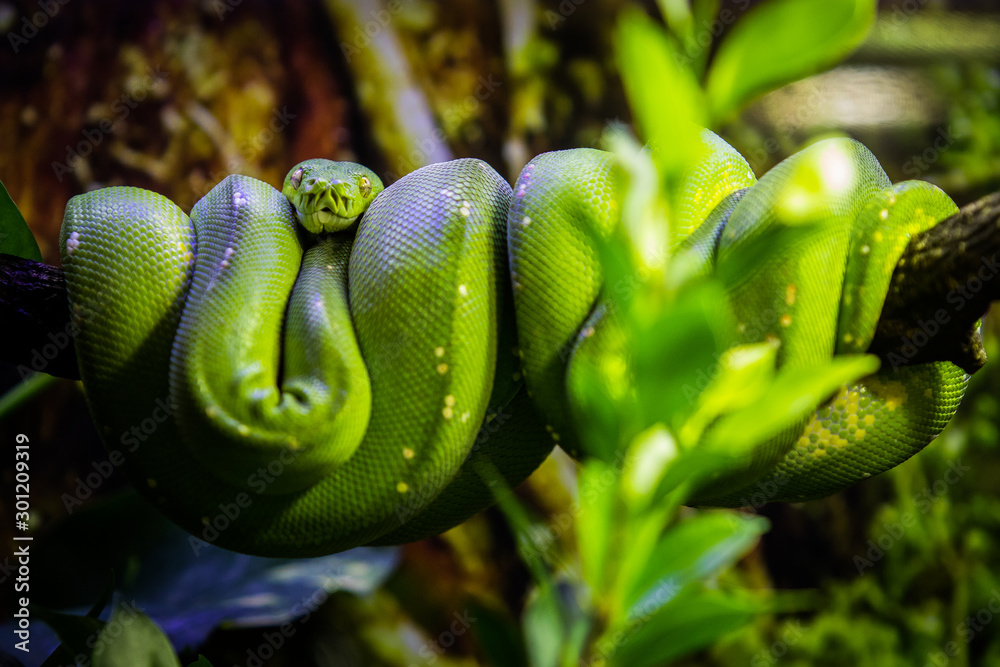 Green snage hanging on a branch of tree in the jungle