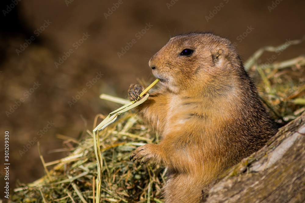 Ground squirrel eating stalk of grain