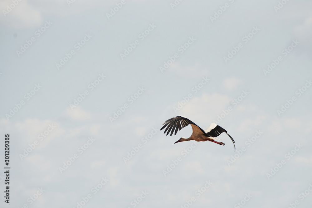 Obraz premium One stork flying high up in the sky. Wings raised. Animal wildlife