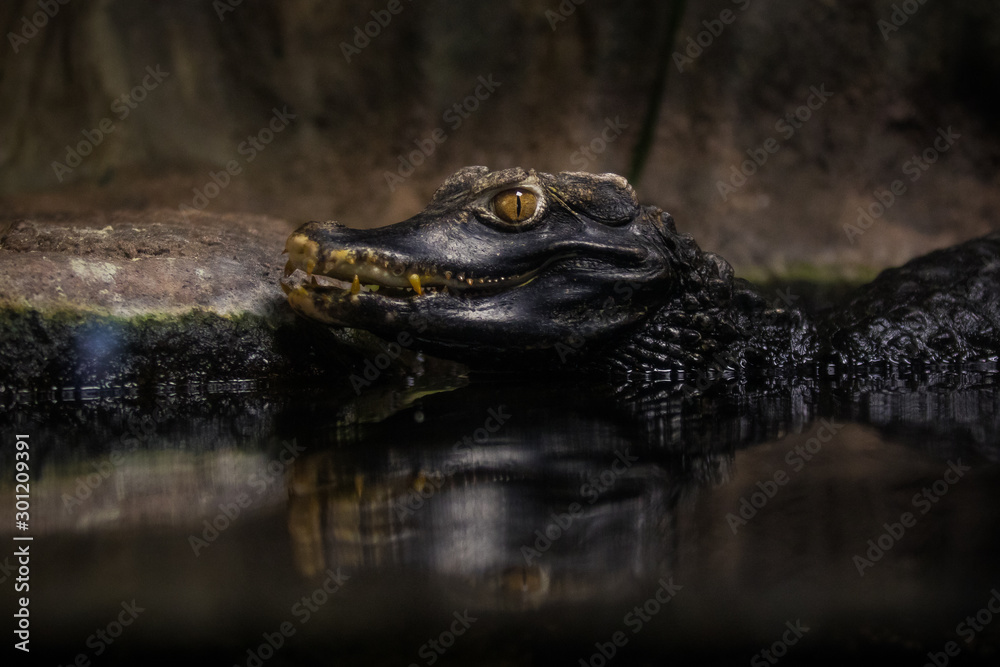 Alligator waiting in a swamp for its spoil Alligator waiting in a swamp for its spoil
