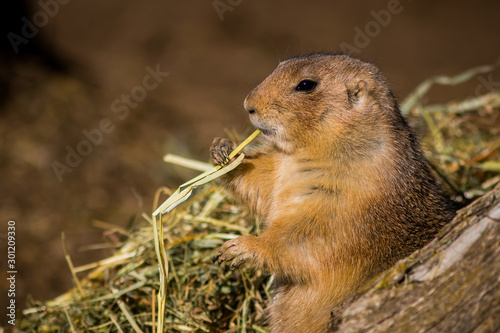 Obraz na płótnie Ground squirrel eating stalk of grain w salonie
