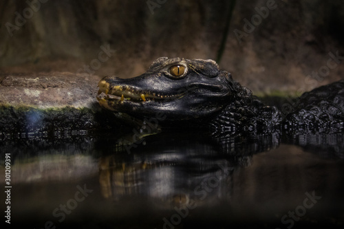 Alligator waiting in a swamp for its spoil 