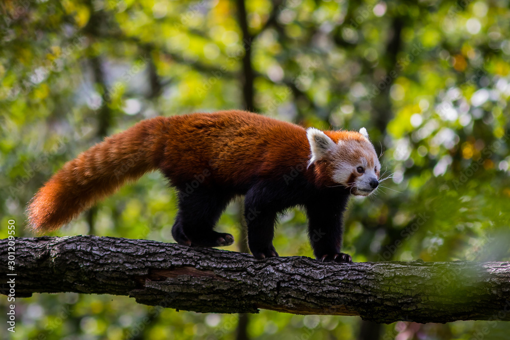Red panda walking on a tree in zoological garden