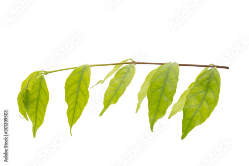 tree branch and green leaves