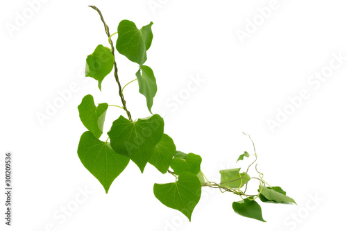 tree branch and green leaves